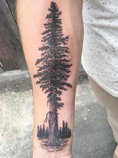 Tatuaj cu arborele sequoia