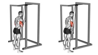 How to Do Tricep Pushdowns The Correct Way - The Trend Spotter